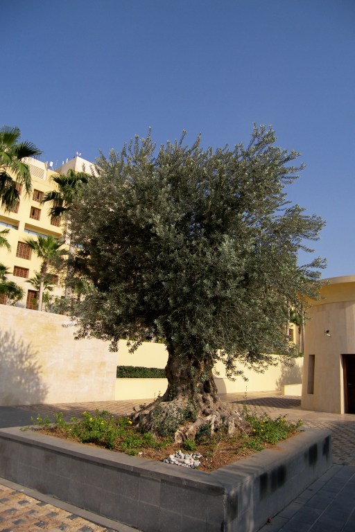 Olive Tree