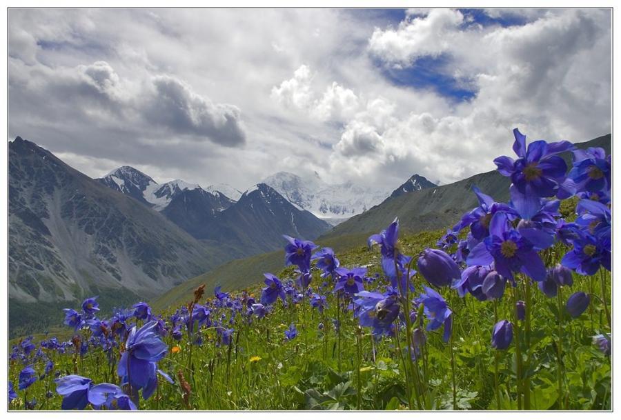 BluePoppyHimalayas