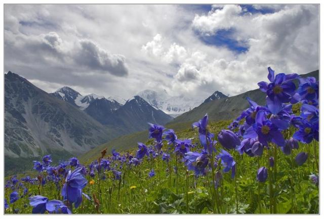 BluePoppyHimalayas